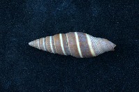 藏品(黑筆螺)的圖片